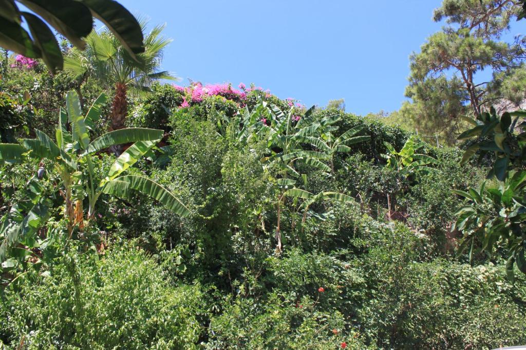 Aygul Hotel Ölüdeniz Extérieur photo